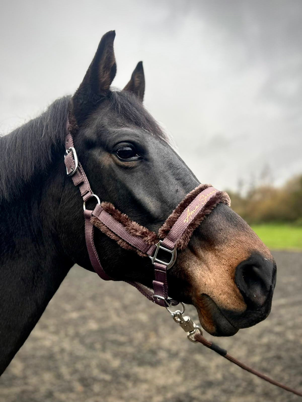 Cocoa Headcollar