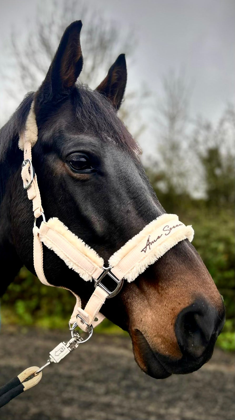 White Mocha Headcollar