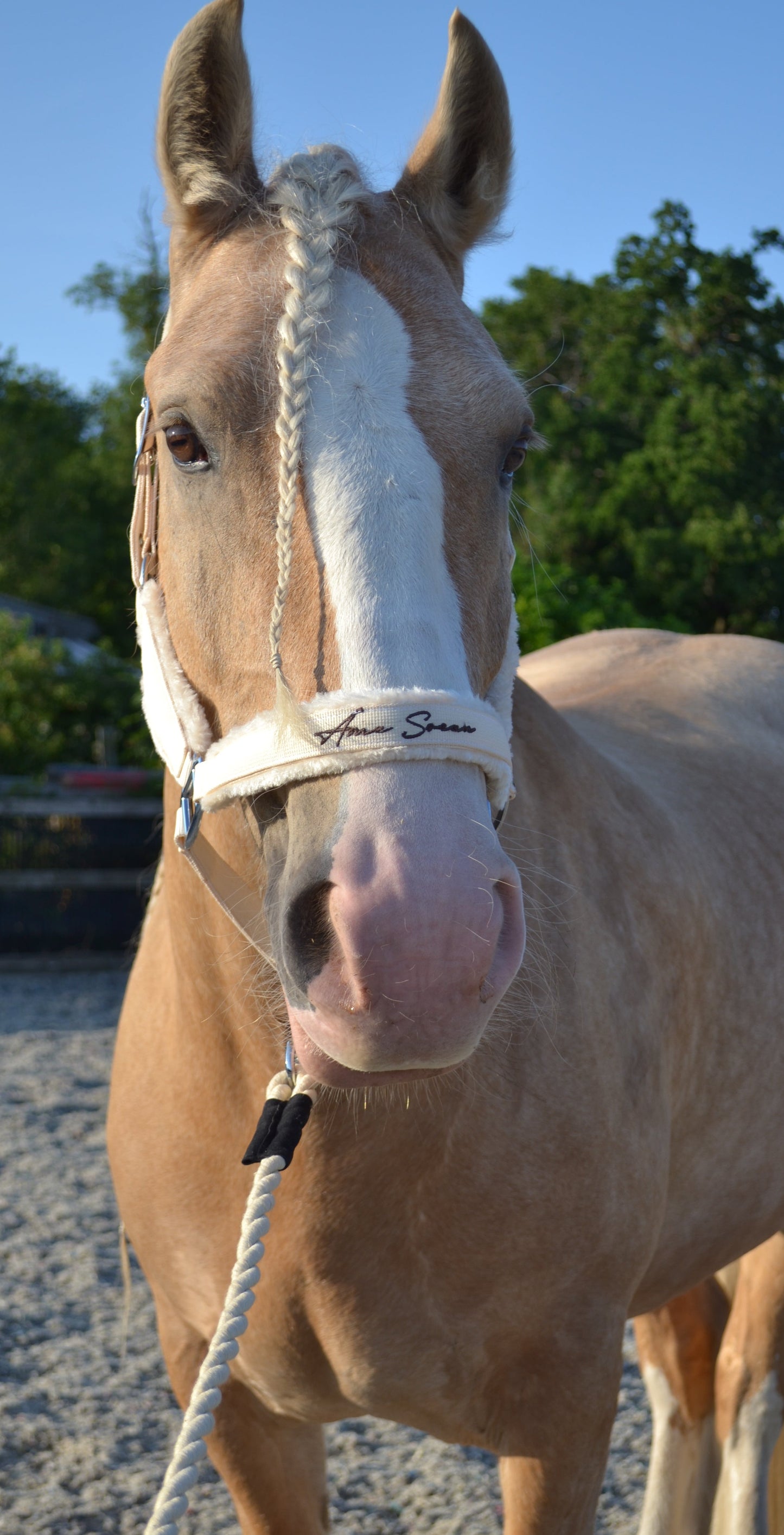 White Mocha Headcollar