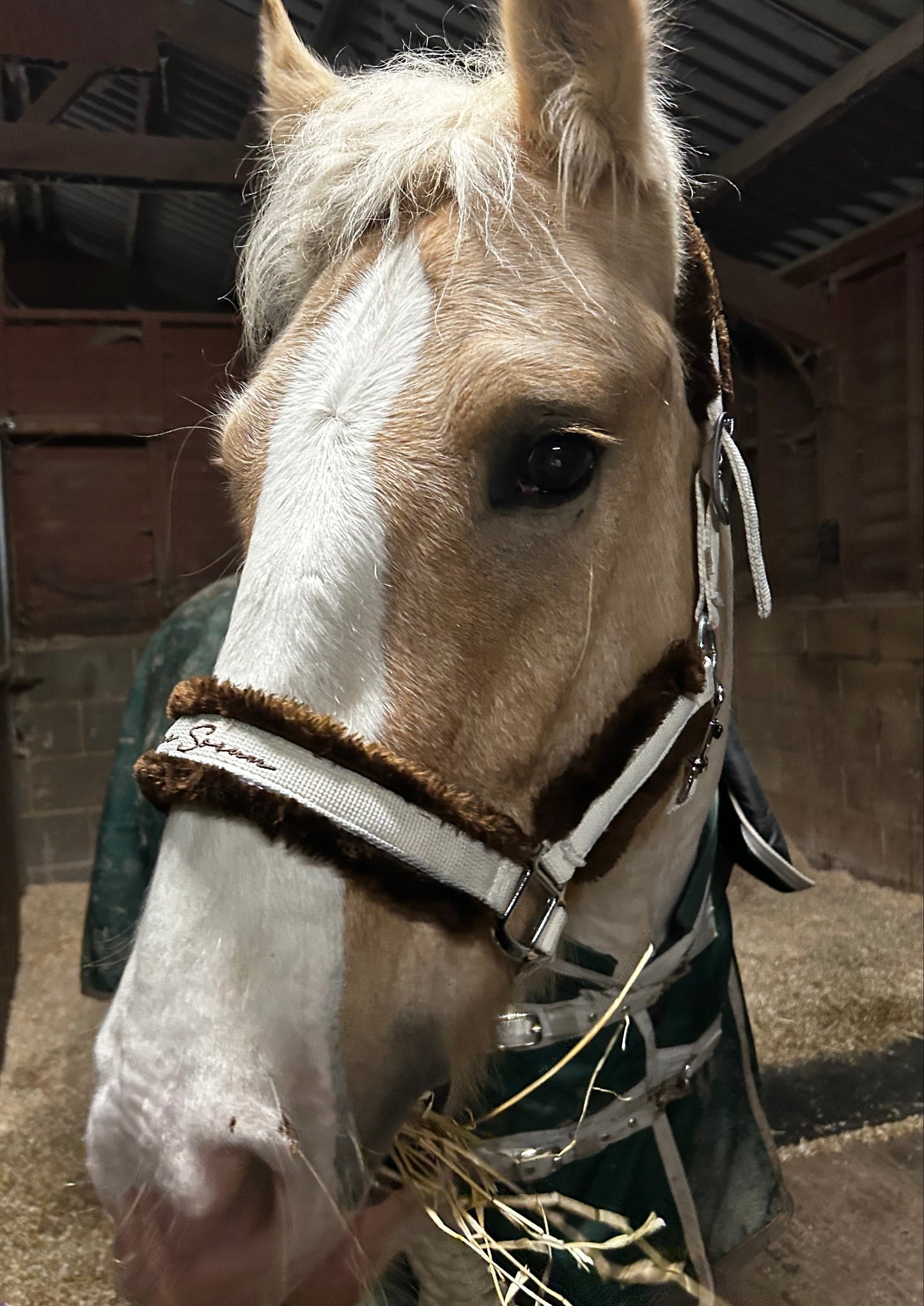 White Mocha Contrast Headcollar