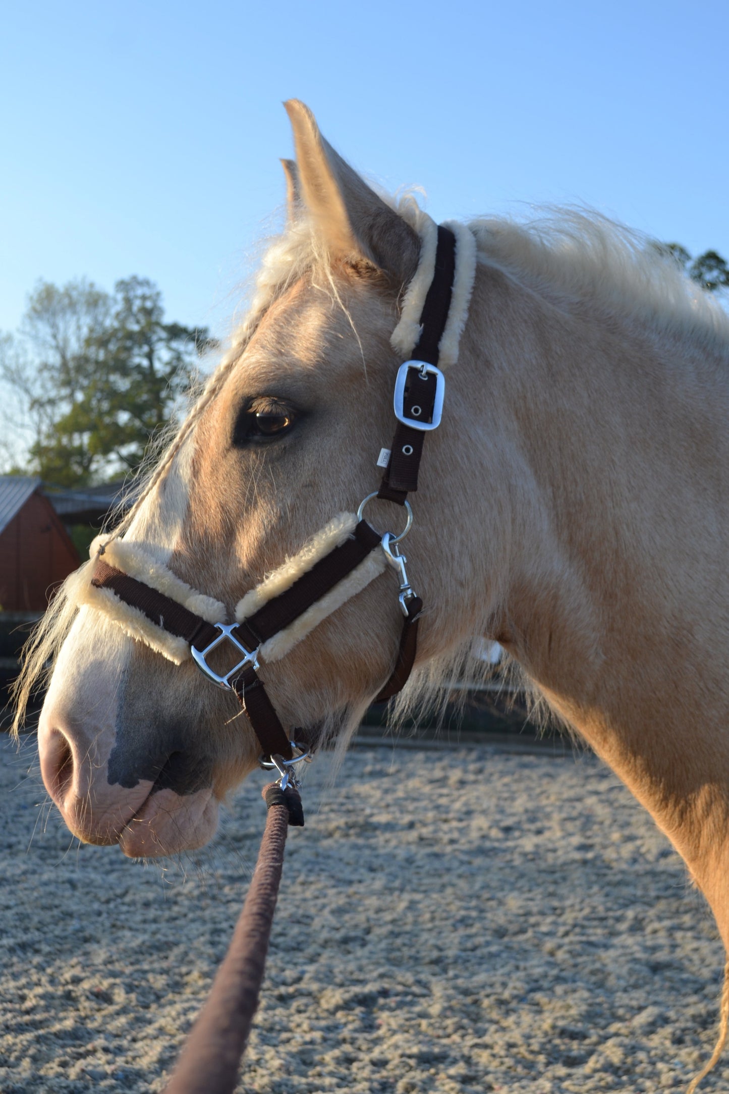 Truffle Headcollar