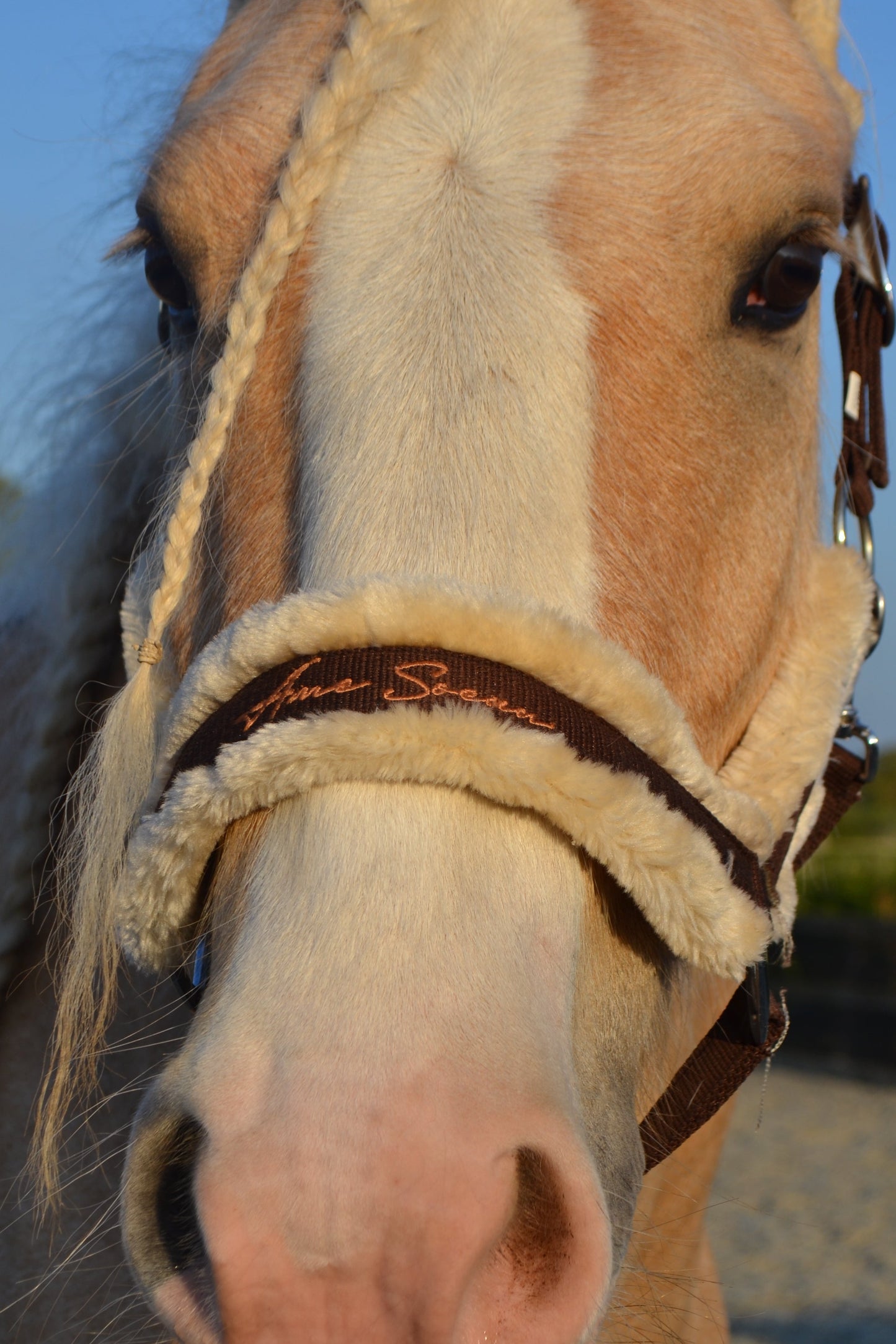Truffle Headcollar