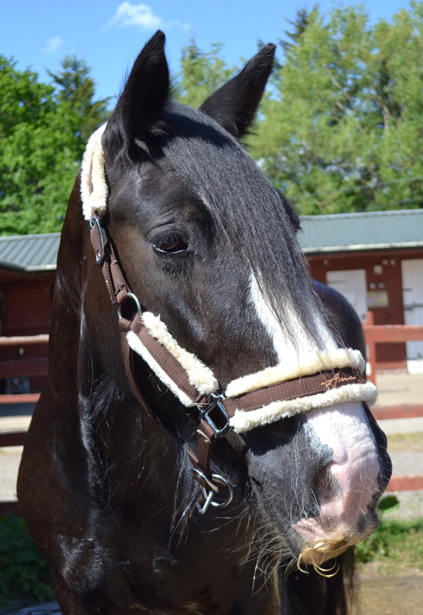 Truffle Headcollar