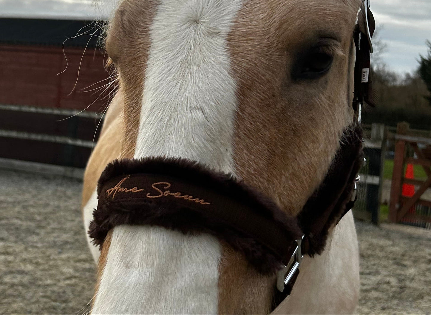 Cocoa Headcollar