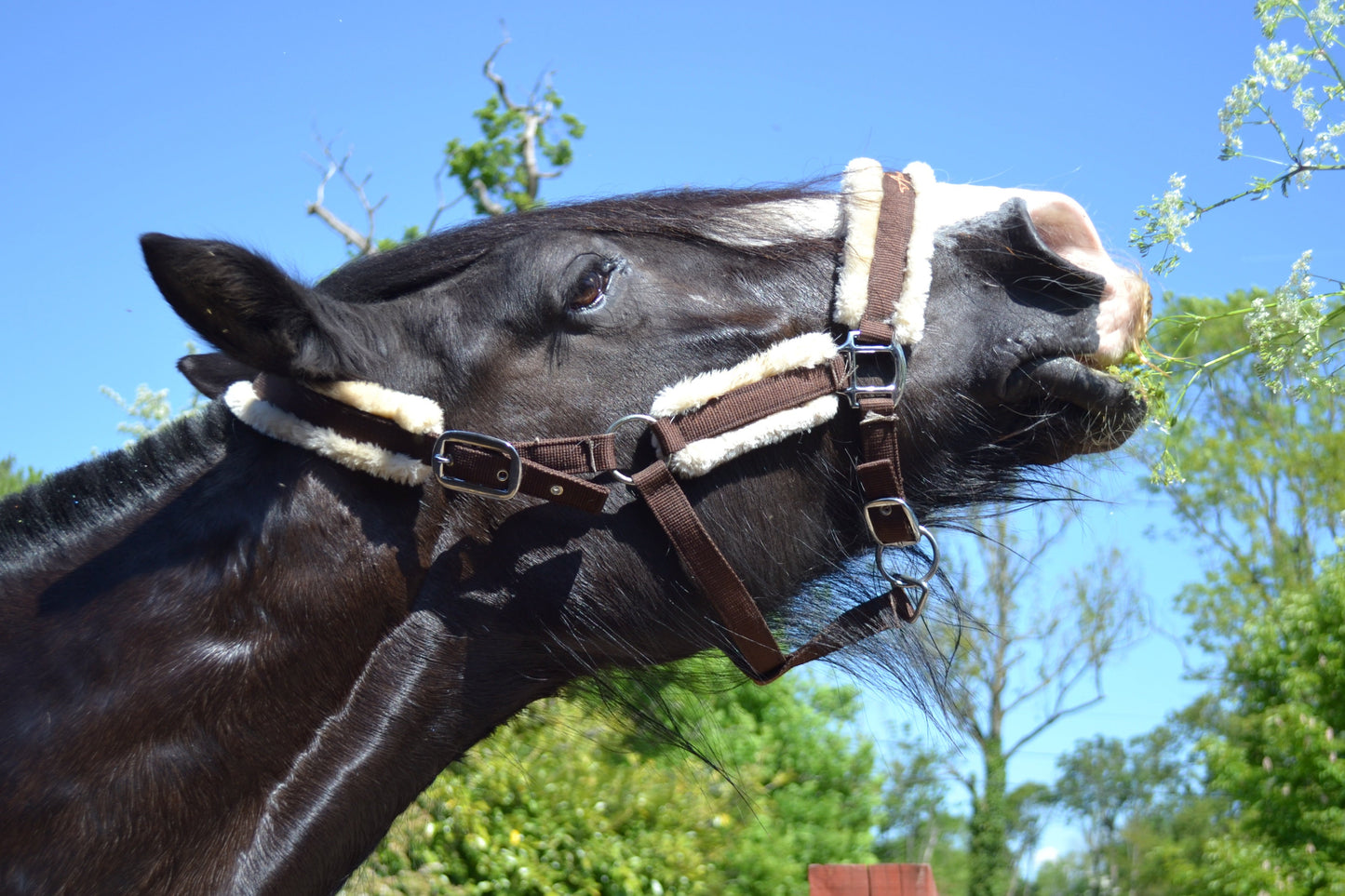 Truffle Headcollar