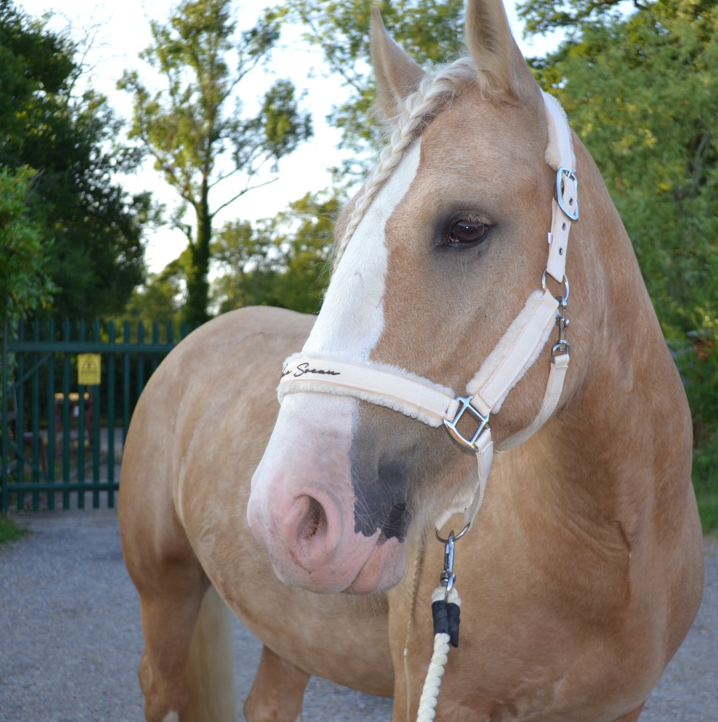 White Mocha Headcollar