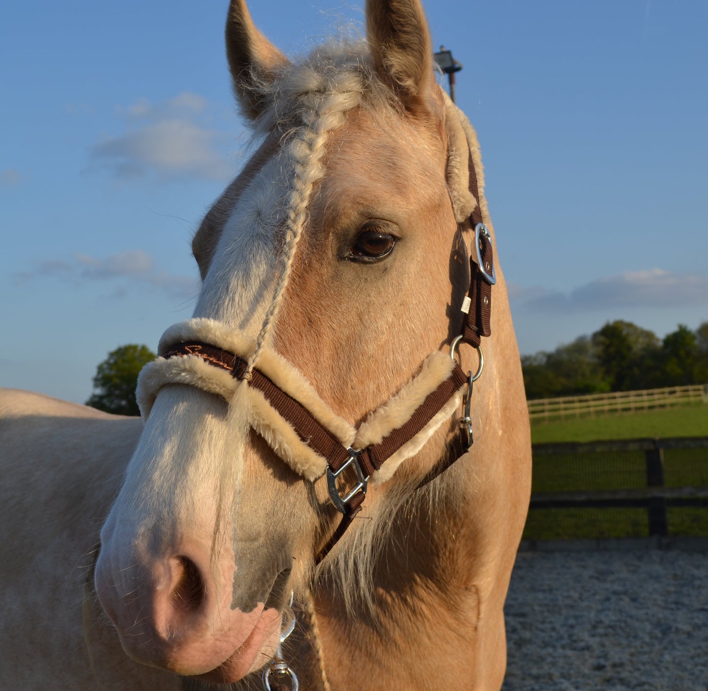 Truffle Headcollar