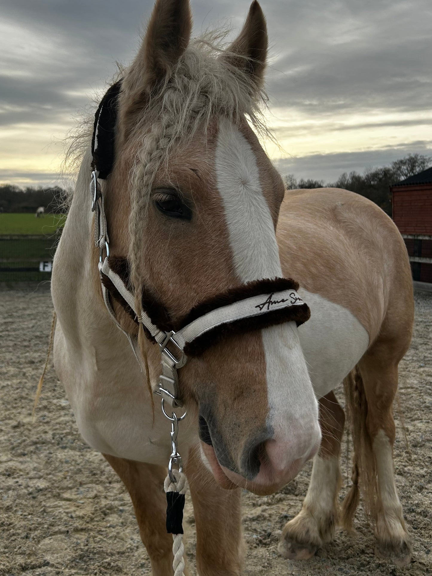 White Mocha Contrast Headcollar
